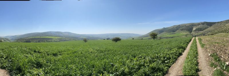Scenic view of agricultural field against sky
