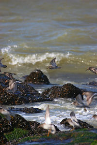 Close-up of birds in lake