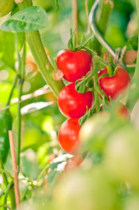 Close-up of cherries on tree