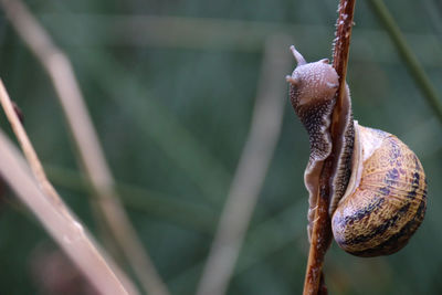 Close-up of snail on plant