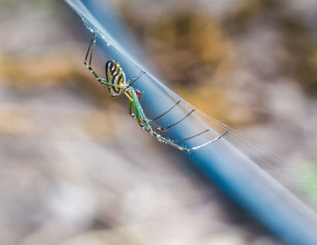 Close-up of an insect