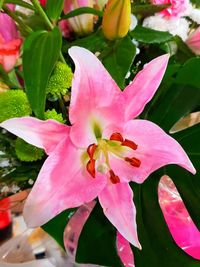 Close-up of pink flowering plant