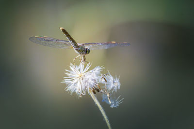 Close-up of insect on flower