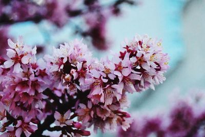 Close-up of pink cherry blossoms