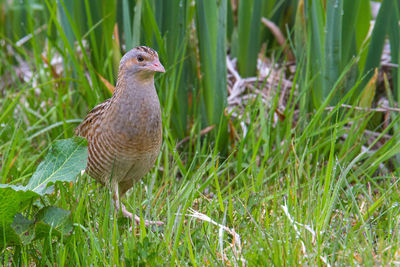 Close-up of a bird perching on grass