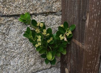 High angle view of leaves on wall