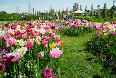 Pink tulips blooming on field in park