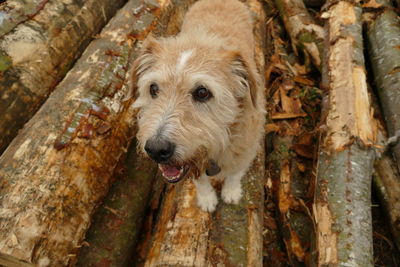Close-up of dog on tree trunk