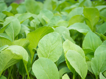 Close-up of green leaves