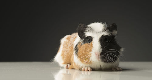 Portrait of guinea pig