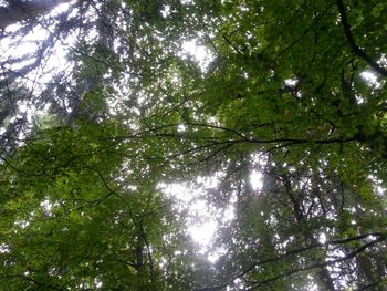 Low angle view of trees against sky