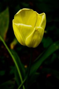 Close-up of yellow rose flower