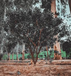 View of trees in the forest