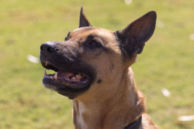 Portrait of a belgian malinois sheepdog