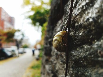 Close-up of snail on tree trunk