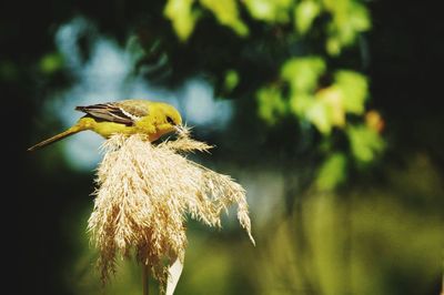 Close-up of bird on yellow flower