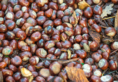 Full frame shot of blueberries