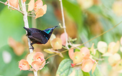 Close-up of bird perching on plant