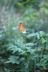 Close-up of butterfly pollinating on flower