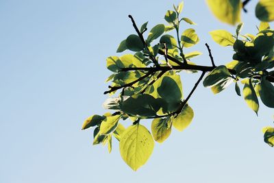 Low angle view of leaves against clear blue sky