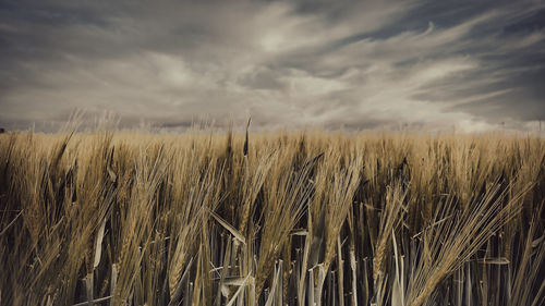 Scenic view of field against sky during sunset