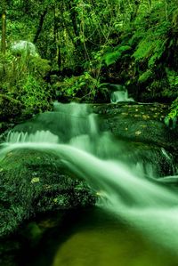 Scenic view of waterfall in forest