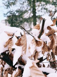 Close-up of frozen leaves on snow covered land