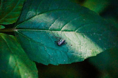 Close-up of fly on leaf