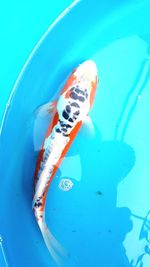 Close-up of fish swimming in sea