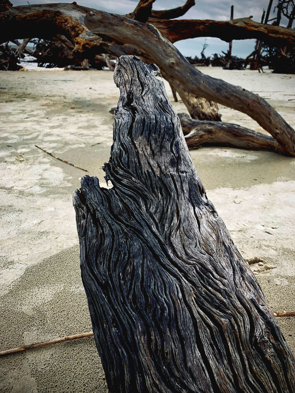 CLOSE-UP OF DRIFTWOOD ON TREE TRUNK