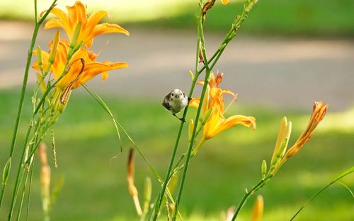 Close-up of bird on a plant