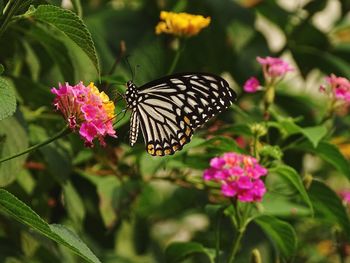 Butterfly eating nectar from the flower