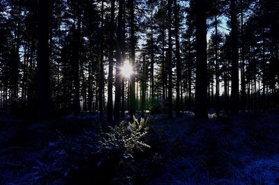 Sun shining through trees