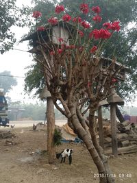 Horse on tree against sky