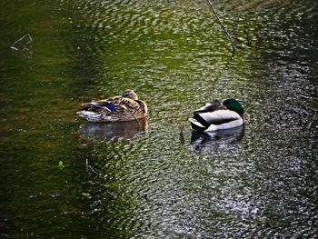 High angle view of mallard ducks swimming in lake