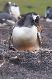 Close-up of a bird