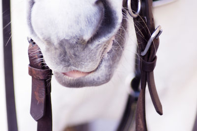 Close-up of horse