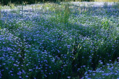 Purple flowering plants on field