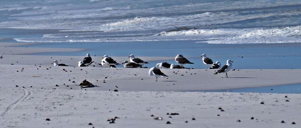 Flock of birds on beach