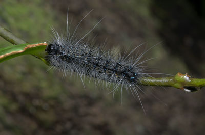 Close-up of insect on leaf