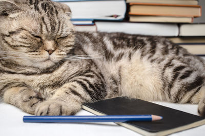 Close-up of cat sleeping on table