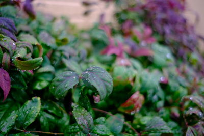 Close-up of plant