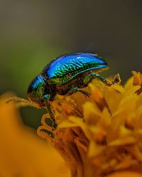 Close-up of insect on flower