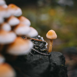 Close-up of mushroom growing outdoors