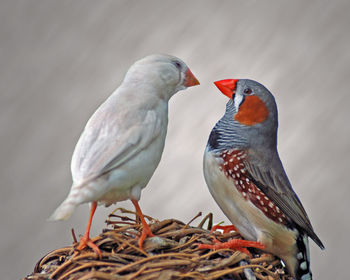 Finches on nest