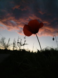 Close-up of orange flower on field against sky during sunset