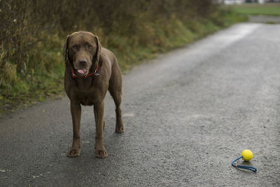 Dog on road