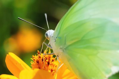 Close-up of insect on flower