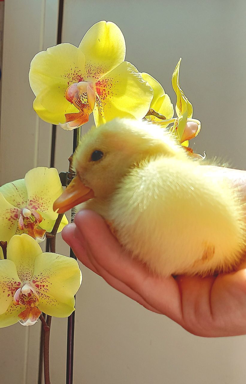 Duck Babyduck Wellow Flower Orchid