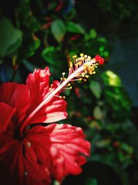 Close-up of red flower